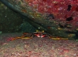 Flat Rock Crab