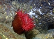 Mann's Anemone