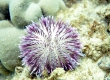 Pebble Collector Urchin