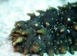 Spiky Sea Cucumber