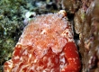 Red-margined Spanish Dancer Nudibranch