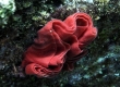 Red-margined Spanish Dancer Nudibranch eggs