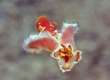 Yellow-margined Spanish Dancer Nudibranch