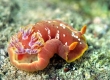 Yellow-margined Spanish Dancer Nudibranch