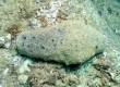 Teated Sea Cucumber