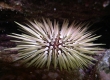 Pale Rock Boring Urchin