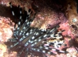 Banded Sea Urchin