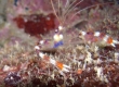 Banded Coral Shrimp