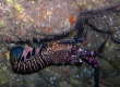 Hawaiian Spiny Lobster