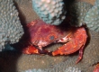 Red Swimming Crab