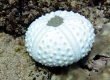 Sea Urchin Shell