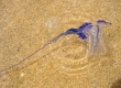 Pacific Portuguese Man o' war