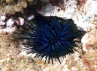 Blue Black Sea Urchin