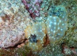 Gold-Lace Nudibranch