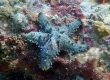 Sheriff-Badge Star (Asteropsis carinifera)