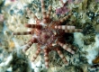 Ten-lined Sea Urchin