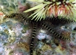 Yellow-spotted Brittle Star