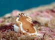 White-margin Nudibranch