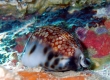 Reticulated Cowrie