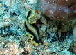 Goldrim Flatworm