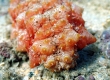 Hawaiian Yellow-Tip Sea Cucumber