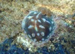 Clumpy Nudibranch (Asteronotus cespitosus)