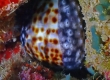 Hawaiian Tiger Cowry