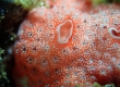 Tunicate