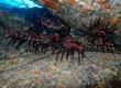 Hawaiian Spiny Lobster