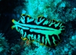 Tiger Flatworm