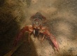 Crayfish