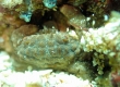 Pale Pebble Crab