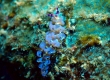 Blue Dragon Nudibranch