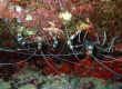 Banded Coral Shrimp