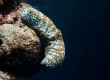 White Spotted Sea Cucumber
