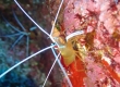 Scarlet Cleaner Shrimp