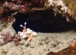 Harlequin Shrimp