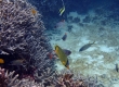 Latticed Butterflyfish