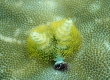 Christmas Tree Worm