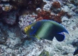 Semicircle Angelfish