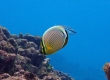 Oval Butterflyfish