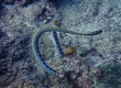 Sea Snake