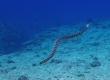 Sea Snake