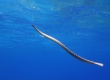 Sea Snake