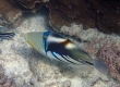 Lagoon Triggerfish