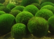 Marimo