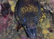 Kidako Moray (Enoshima)
