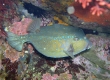 Bluespotted Boxfish (Enoshima)