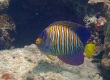 Regal Angelfish