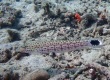 Speckled Sandperch